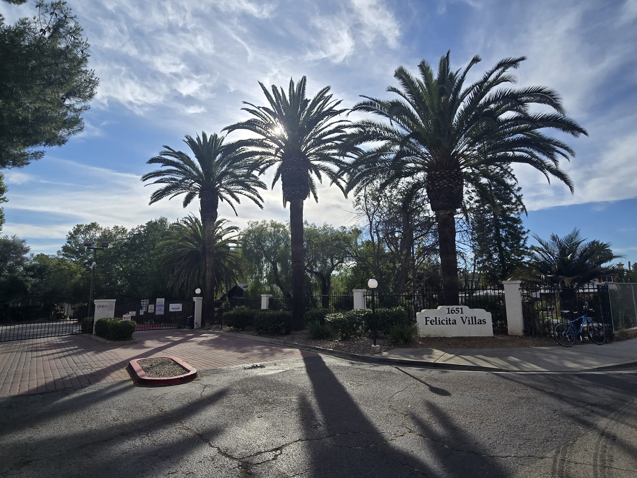 Healthy mature Canary Island Date Palms at Felicita Villas in Escondido