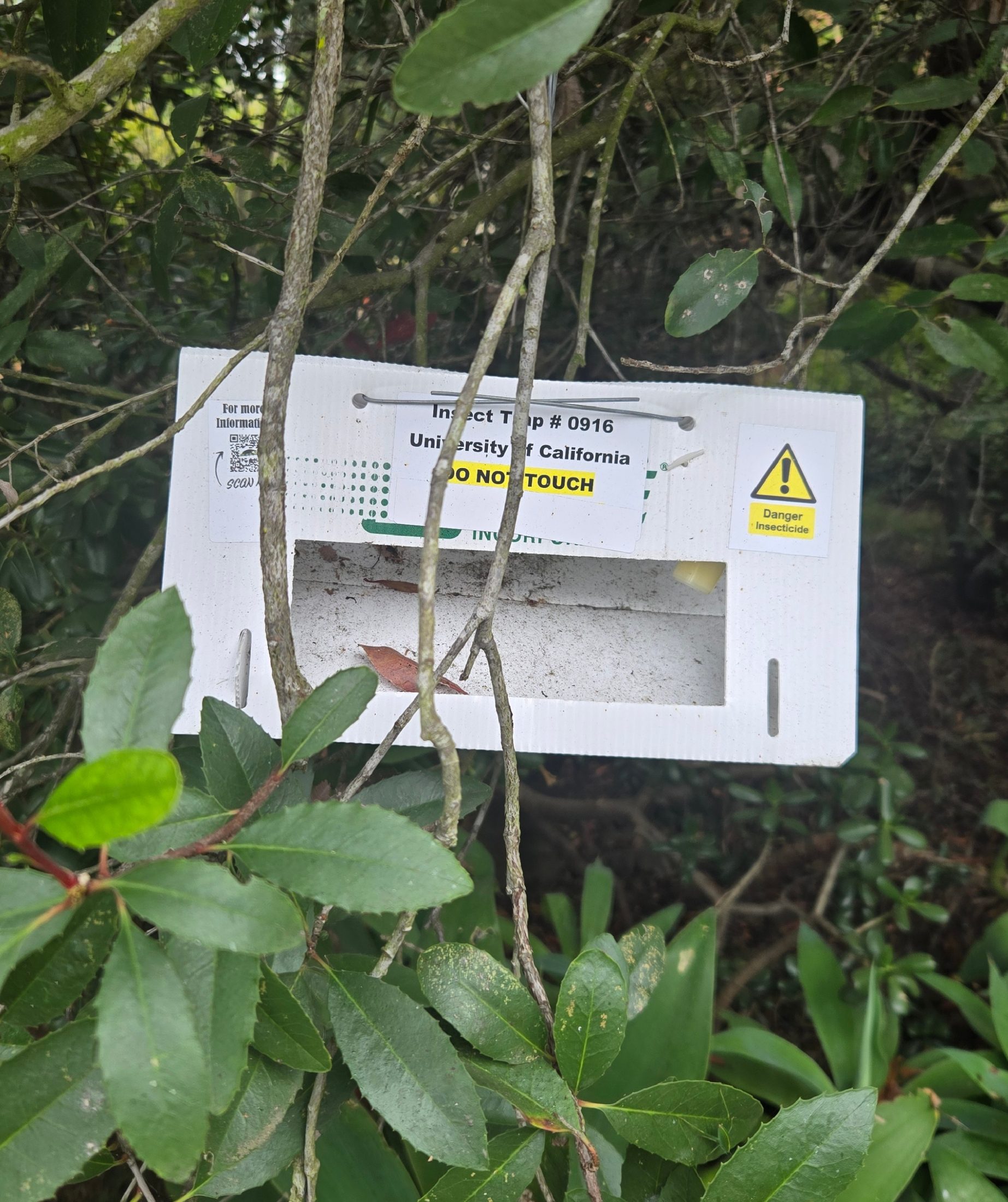 UC monitoring trap for South American palm weevil