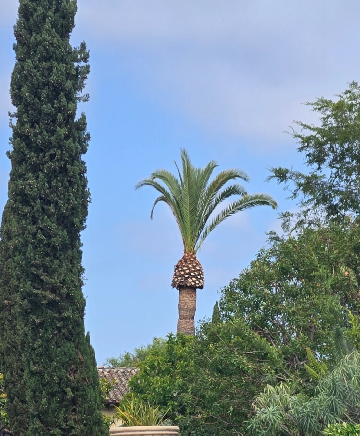 Heavily trimmed Canary Island date palm with sparse crown