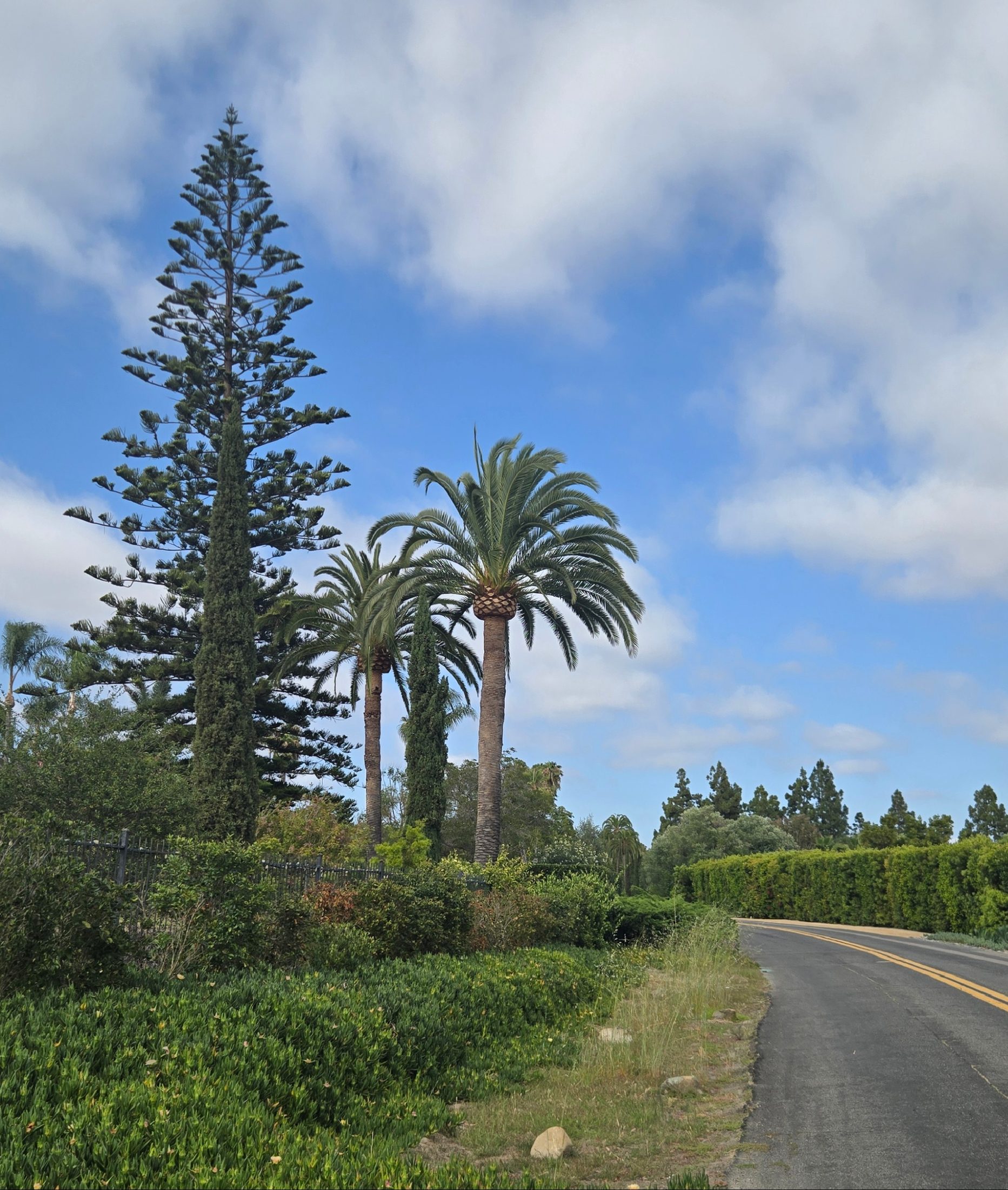 Healthy Canary Island date palm in Rancho Santa Fe
