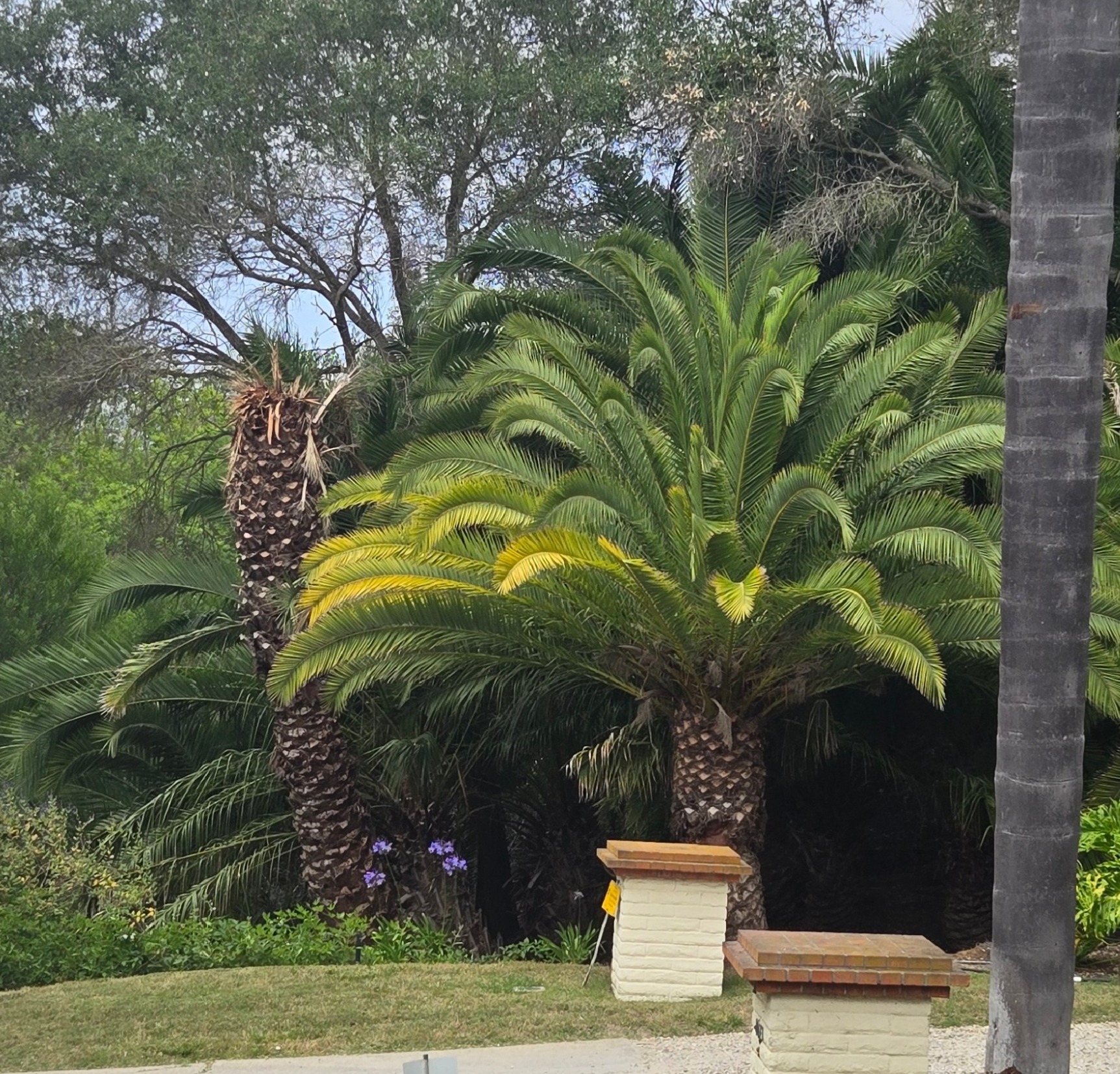 Canary Island date palms with contrasting canopy condition in Rancho Santa Fe