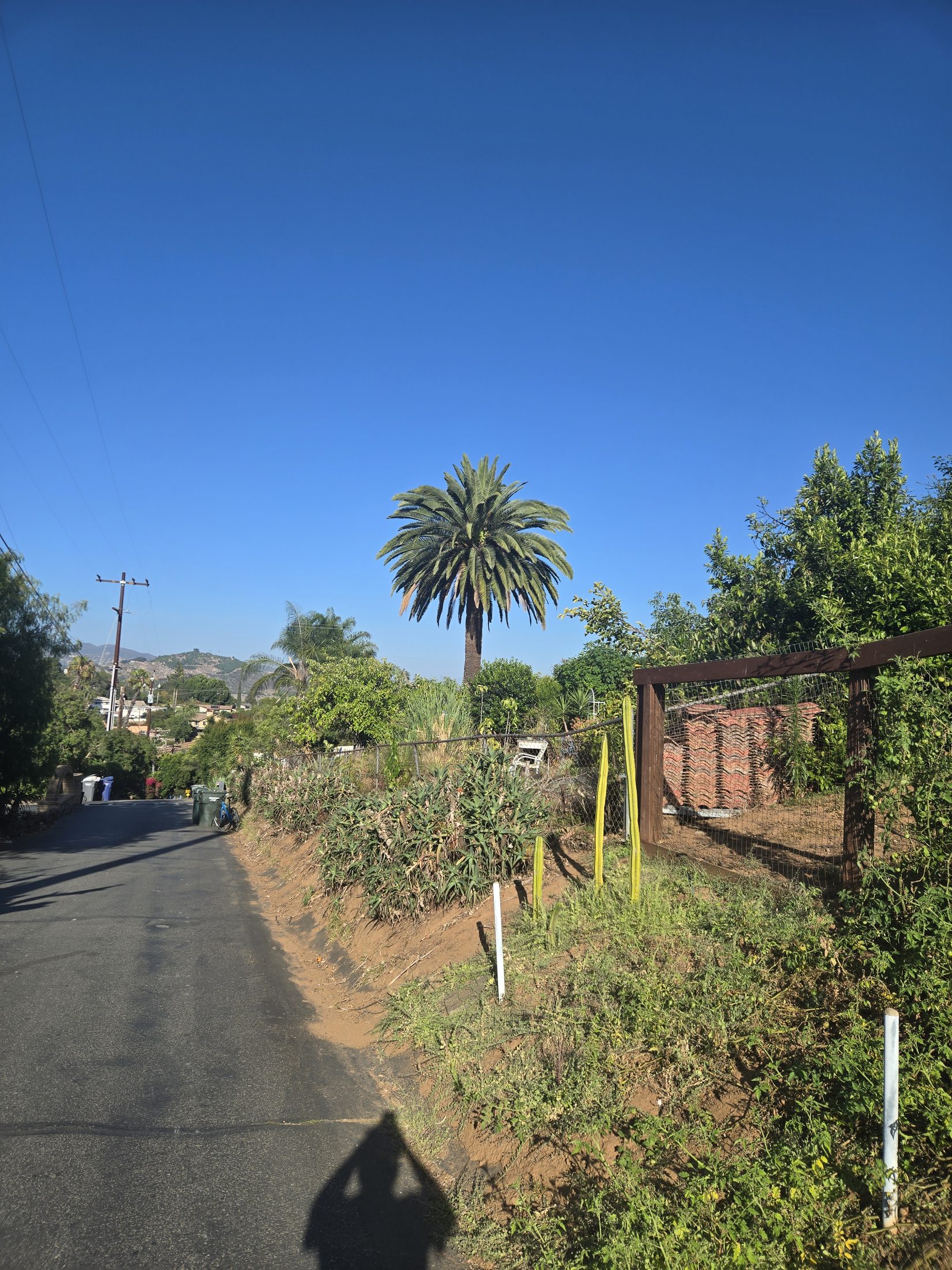 Large mature Canary Island Date Palm in Old Escondido with clear blue sky