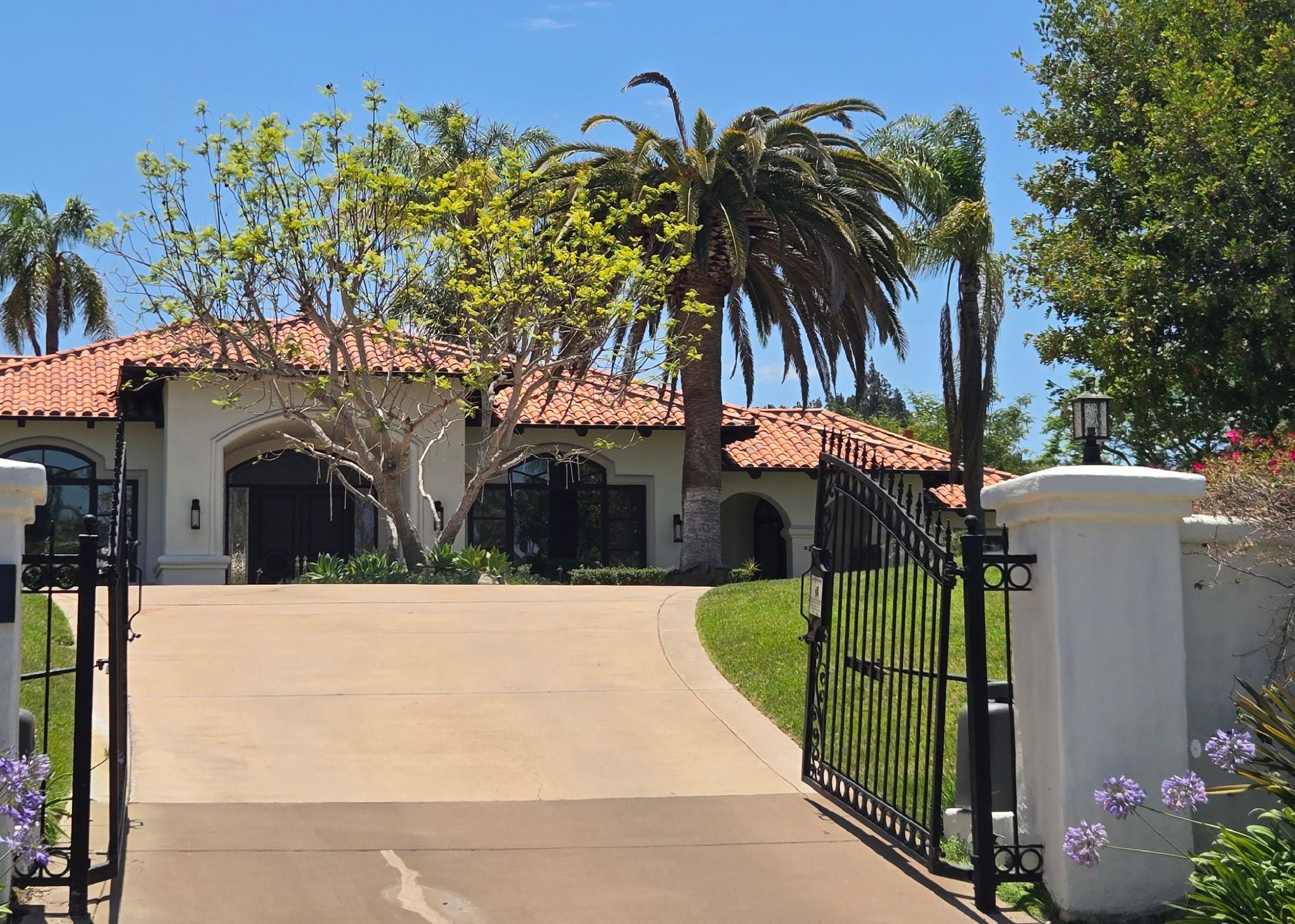 Canary Island Date Palm in Poway showing signs of decline
