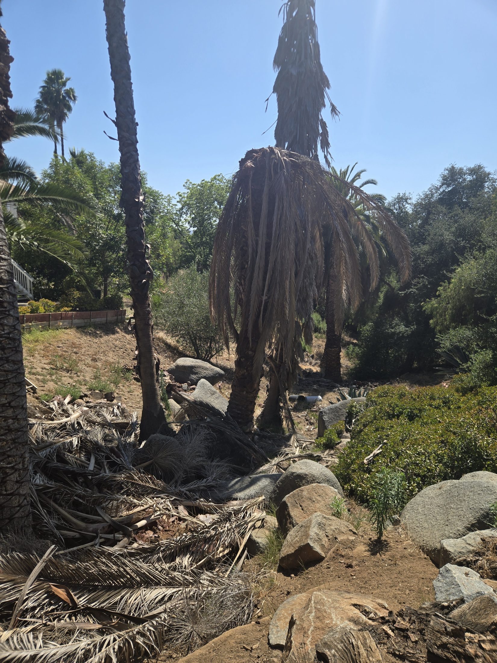 Healthy Canary Island date palms near declining palms