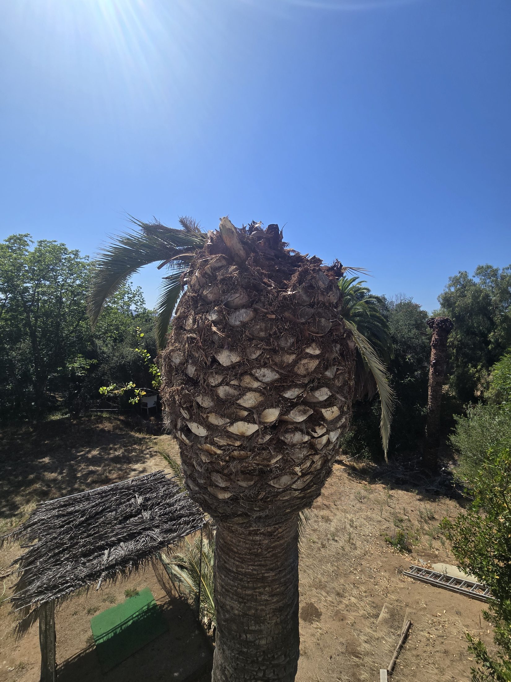 Canary Island date palm with severe crown deterioration and canopy collapse