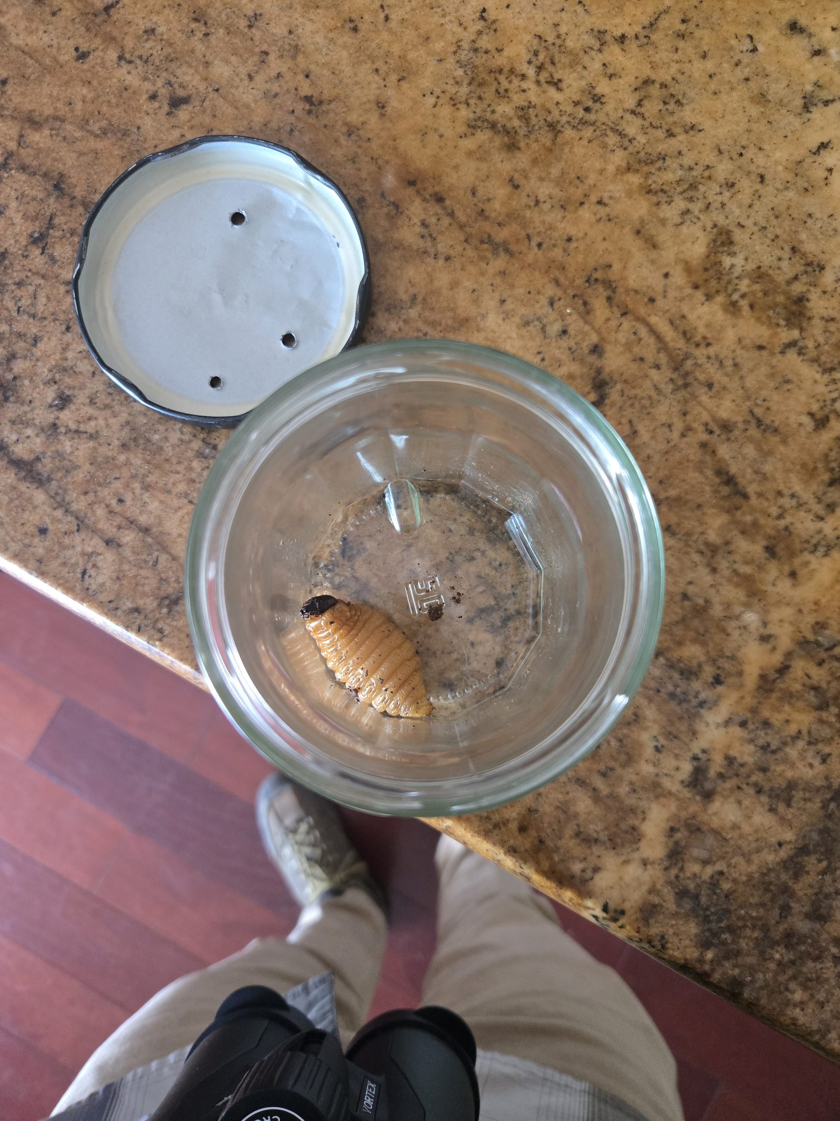 Suspected palm weevil larva collected during a local photographic condition review