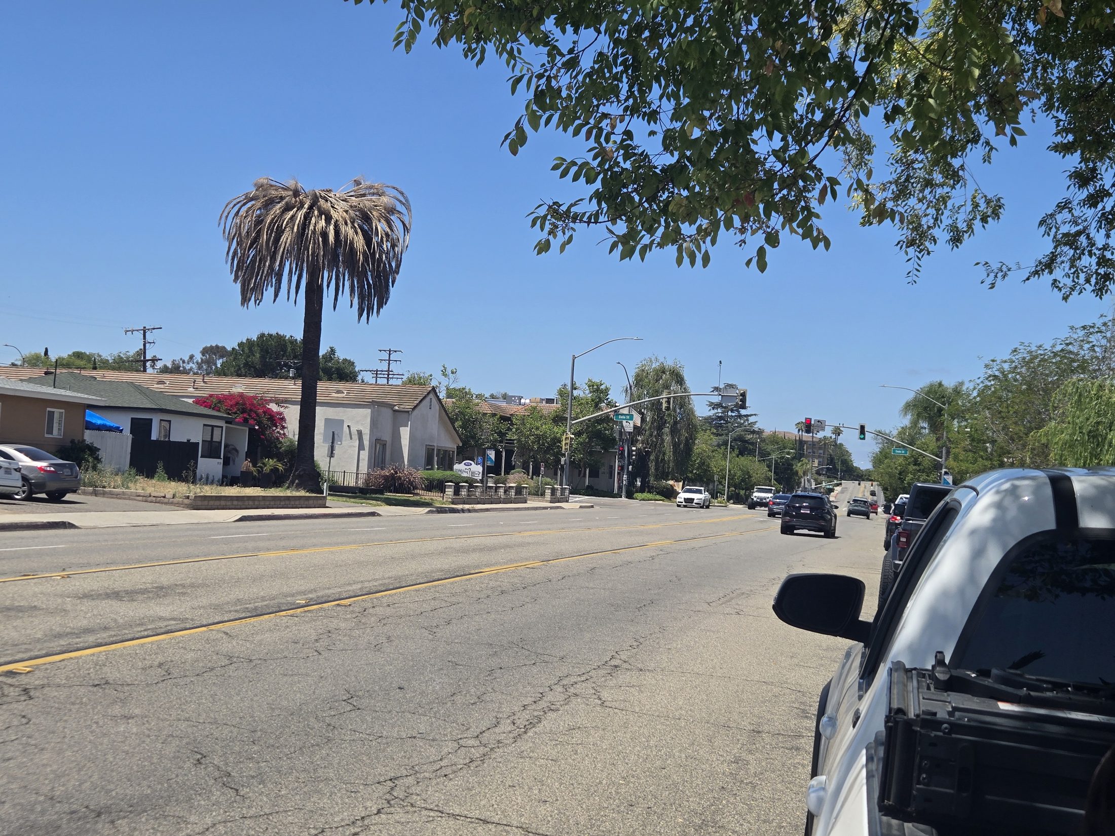 Declining Canary Island date palm on Grand Avenue in Old Escondido