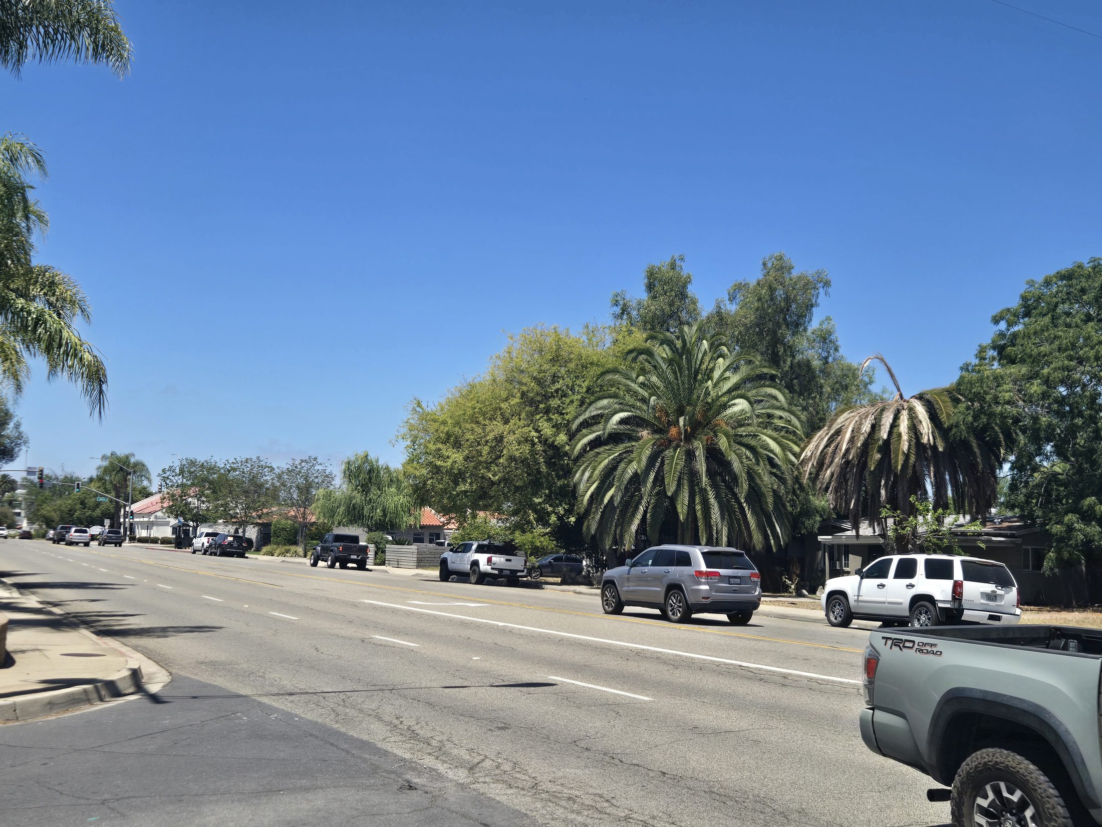Healthy Canary Island date palms on Grand Avenue