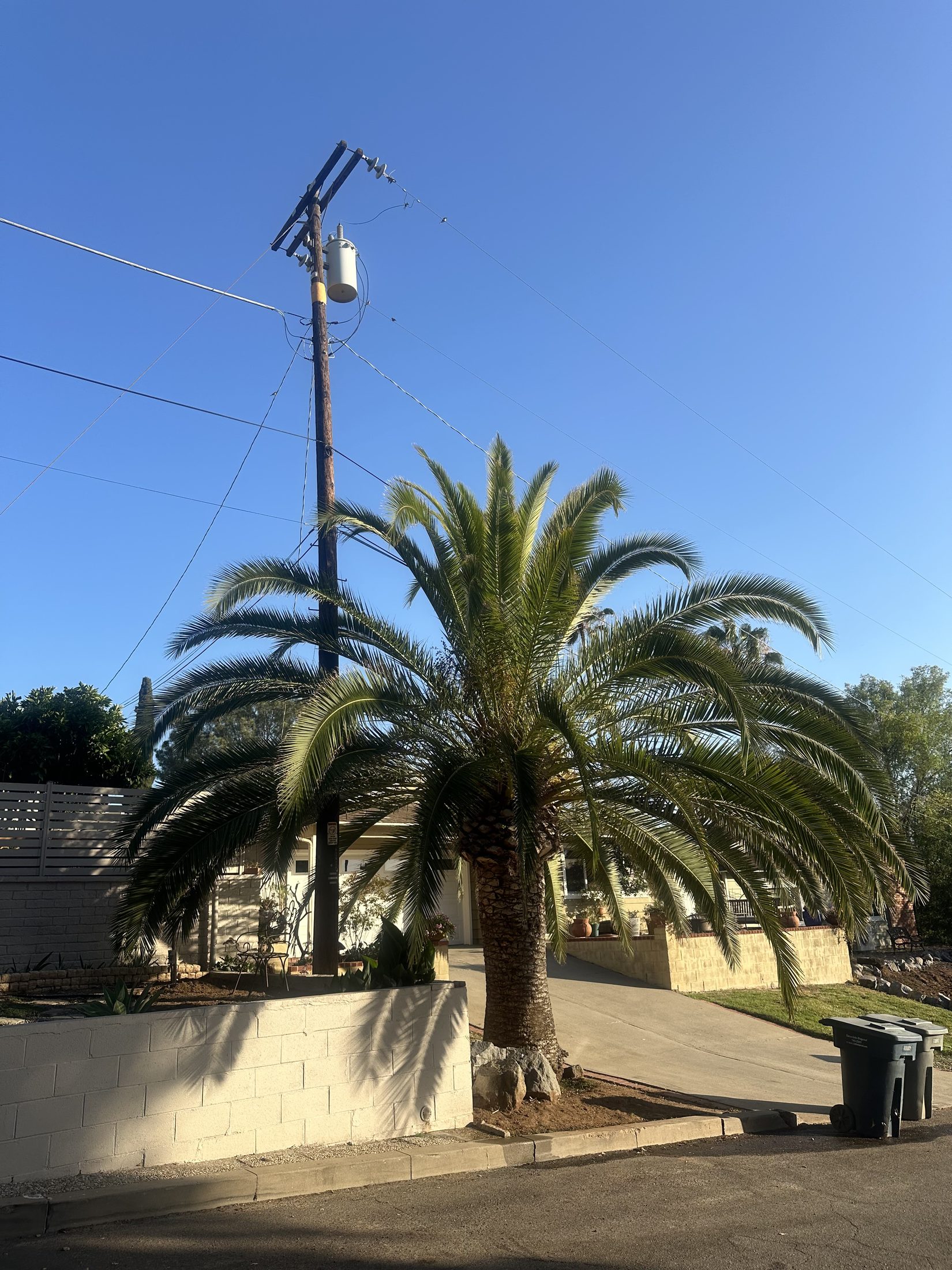 Healthy Canary Island date palm in Escondido Historic District