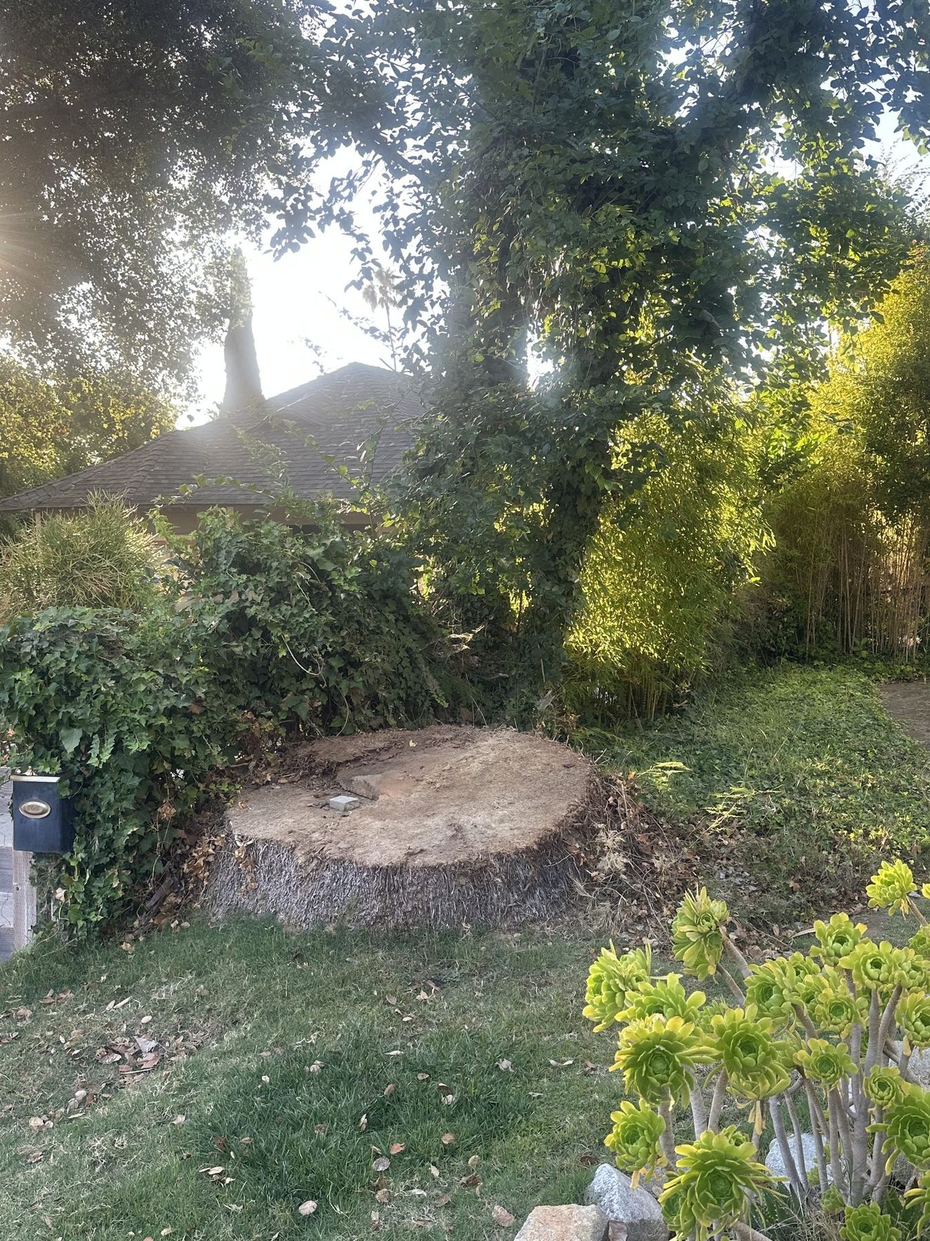 Palm stump from a recently removed Canary Island date palm