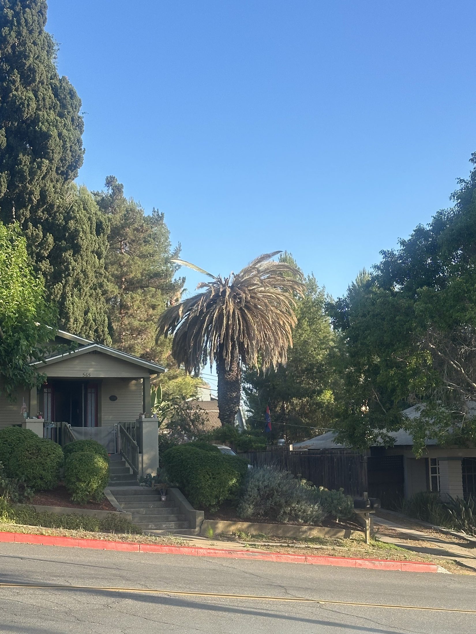 Dead Canary Island date palms in Escondido Historic District
