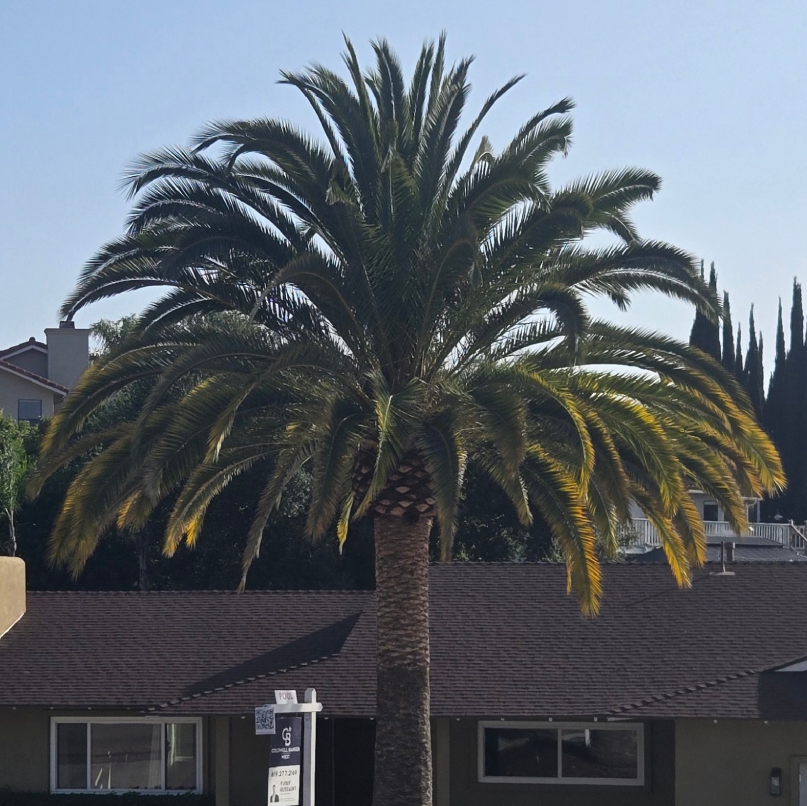 Healthy Canary Island date palm with full crown structure