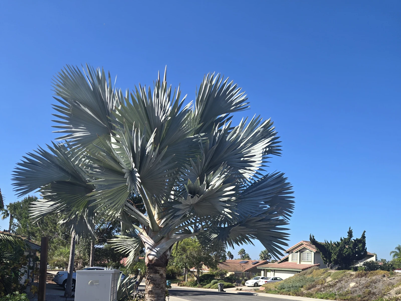 Young Bismarck palm with its complete silver crown visible in a San Diego County residential landscape