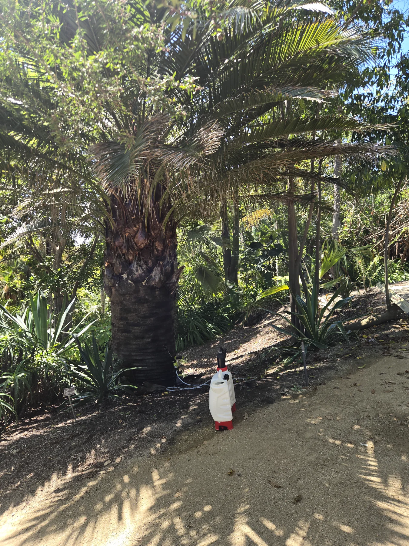 Complete crown and trunk of a labeled Chilean wine palm at San Diego Botanic Garden
