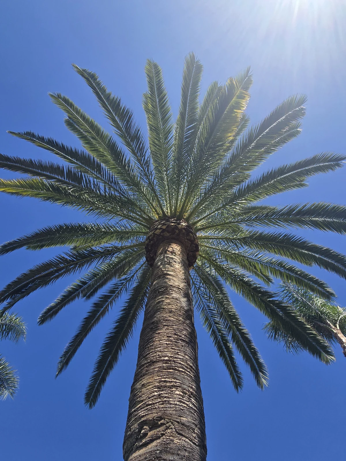 Complete trunk and crown of a mature Canary Island date palm photographed during a September customer visit