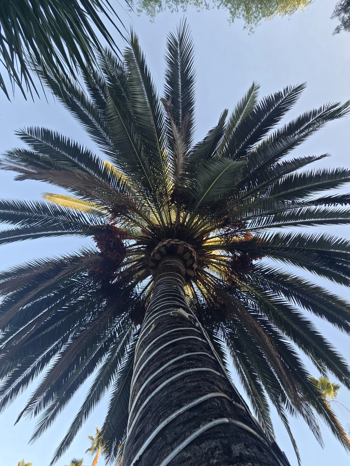 Complete crown of a mature Canary Island date palm photographed from below during an SDPP property visit