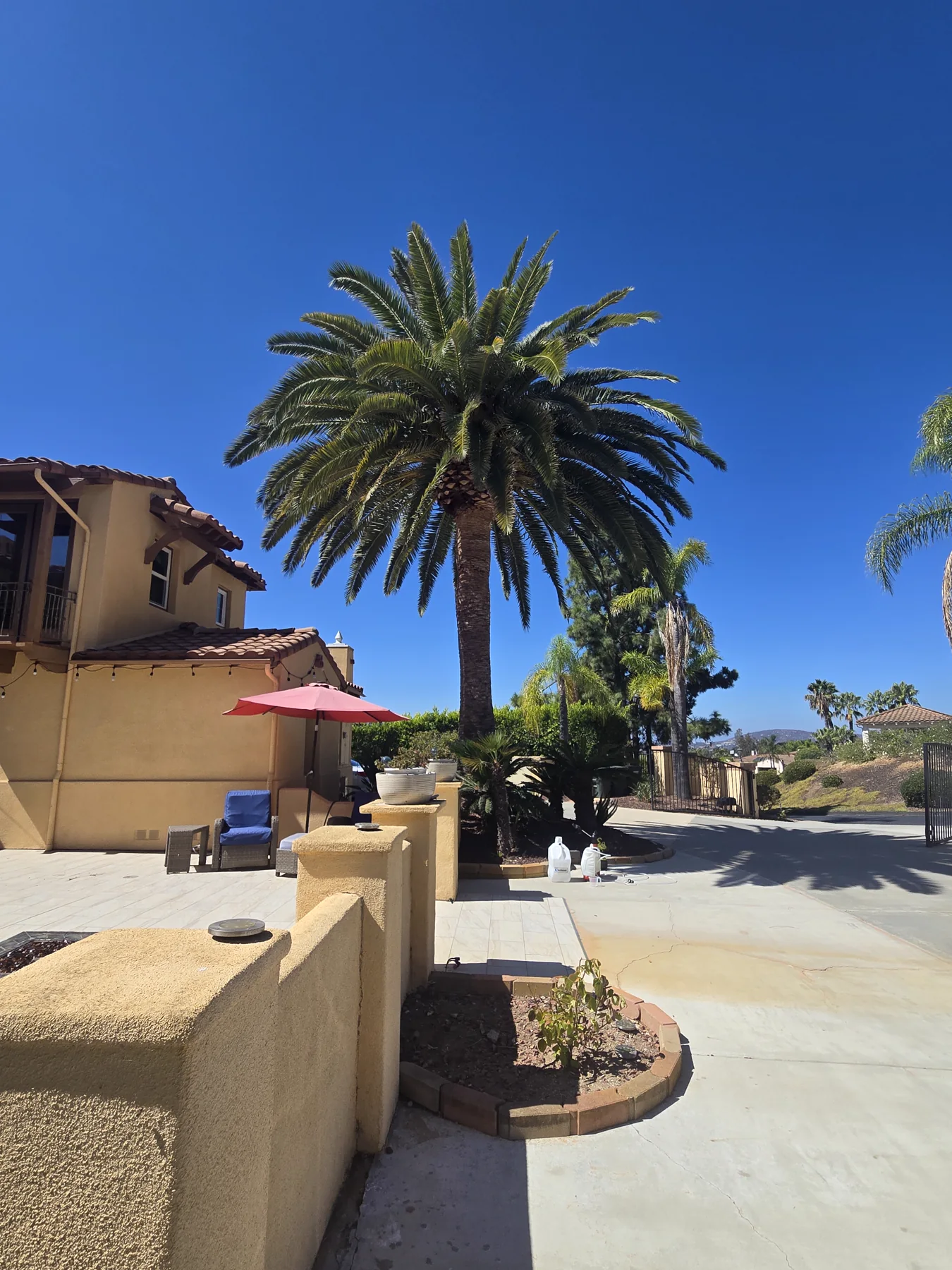 Mature Canary Island date palm with its complete crown visible above an established hillside property