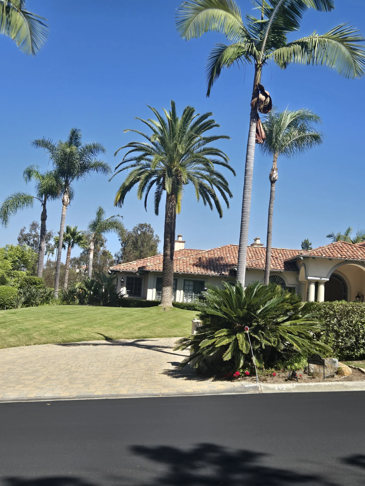 Mature Canary Island date palm shown with its complete crown and surrounding property landscape