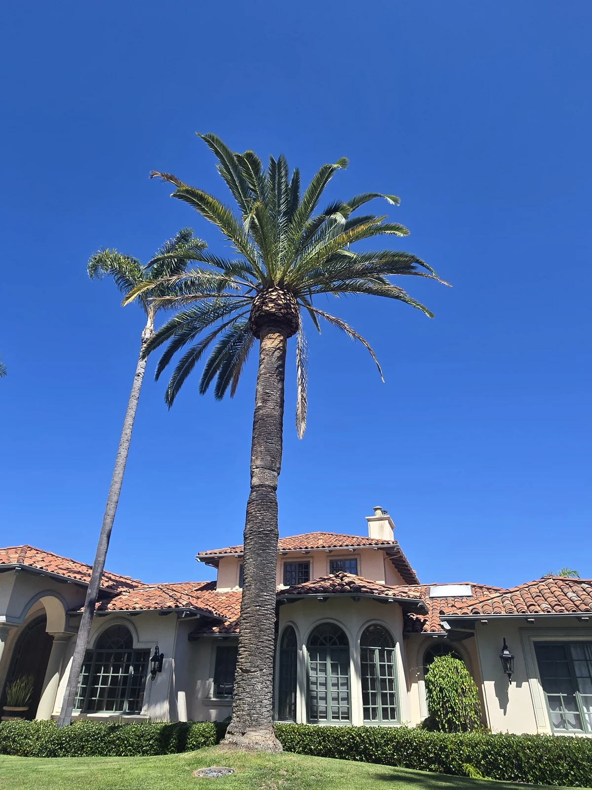 Large healthy Canary Island date palm shown in its residential property setting