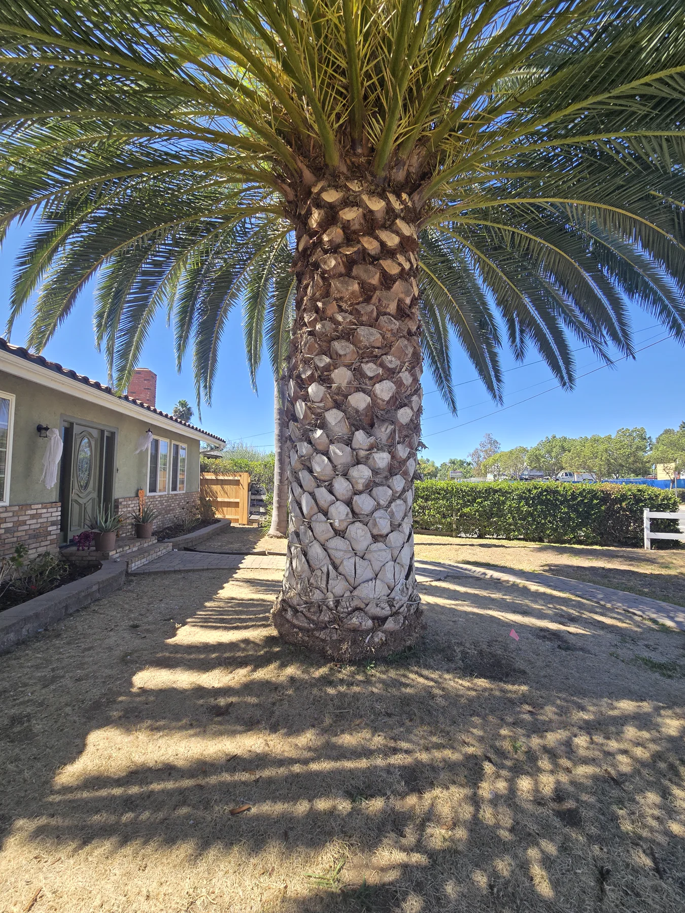 SDPP preventive-treatment equipment beside a mature Canary Island date palm during a San Marcos field visit