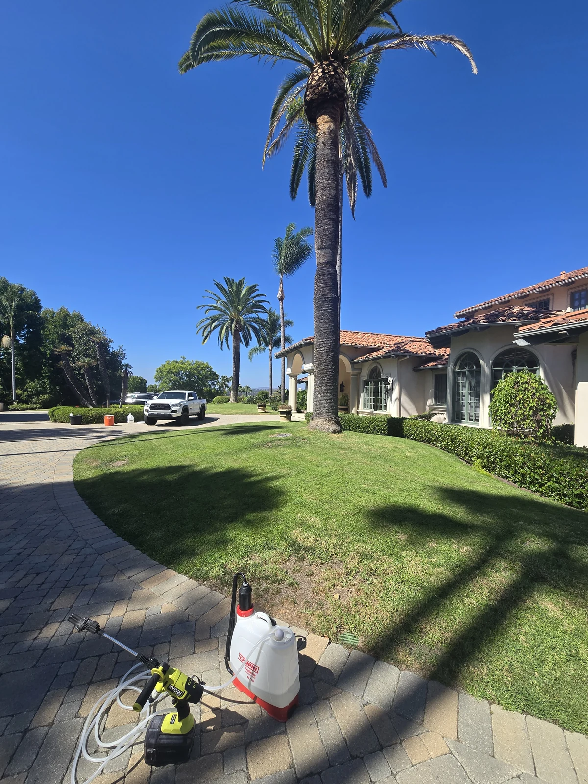 Complete Canary Island date palm, crown, surrounding landscape, and SDPP field equipment during a property visit
