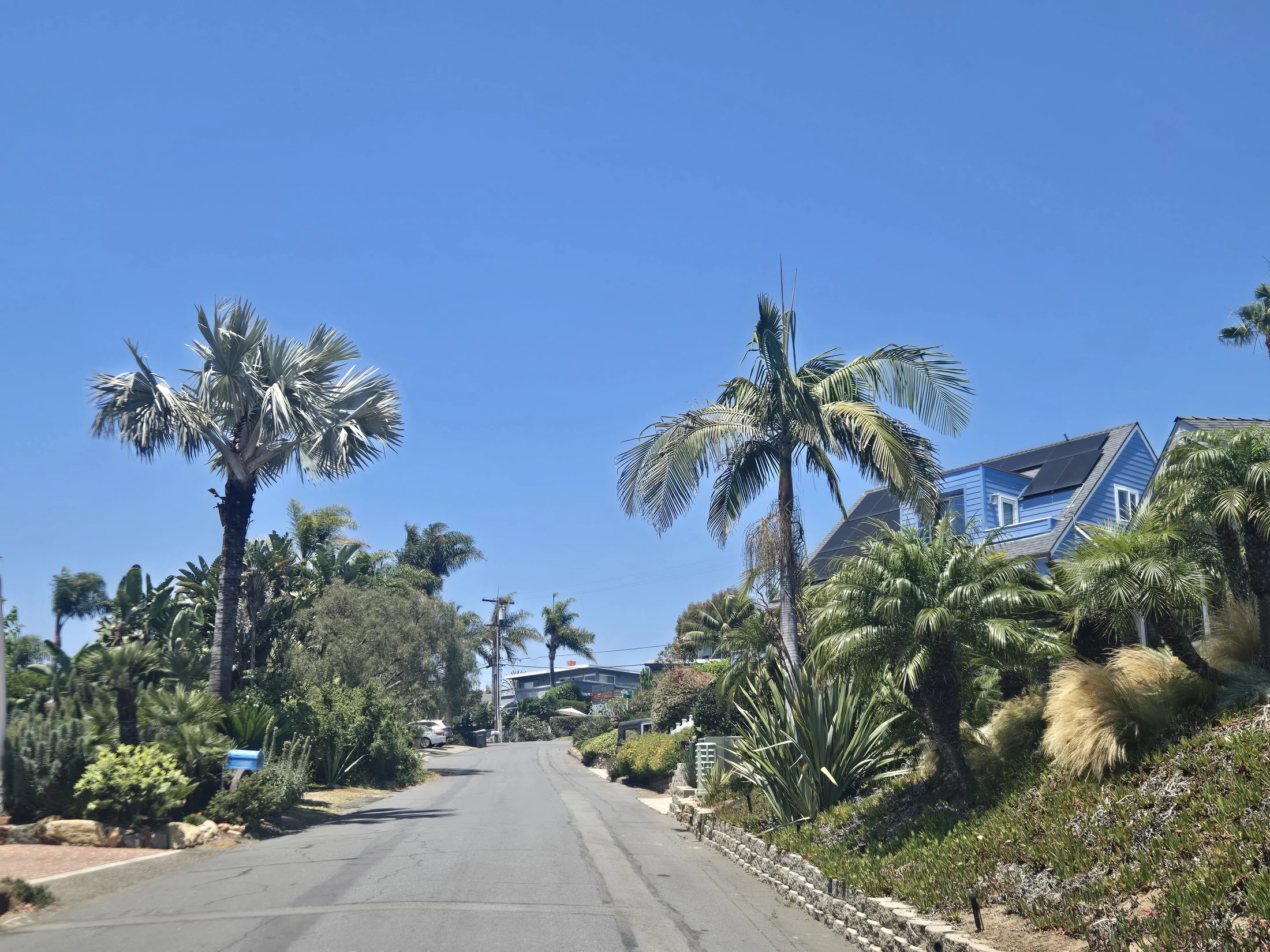 Palm-rich coastal San Diego County landscape