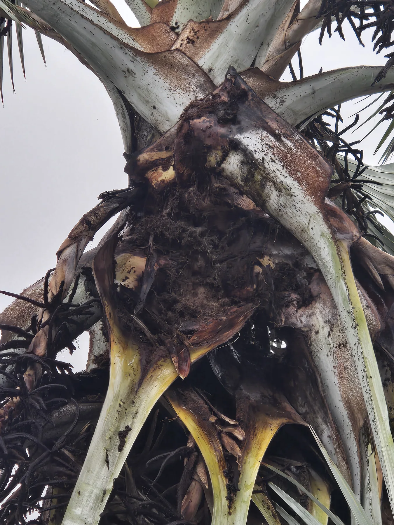 Dark damaged tissue and broken fibers beneath the Bismarck crown