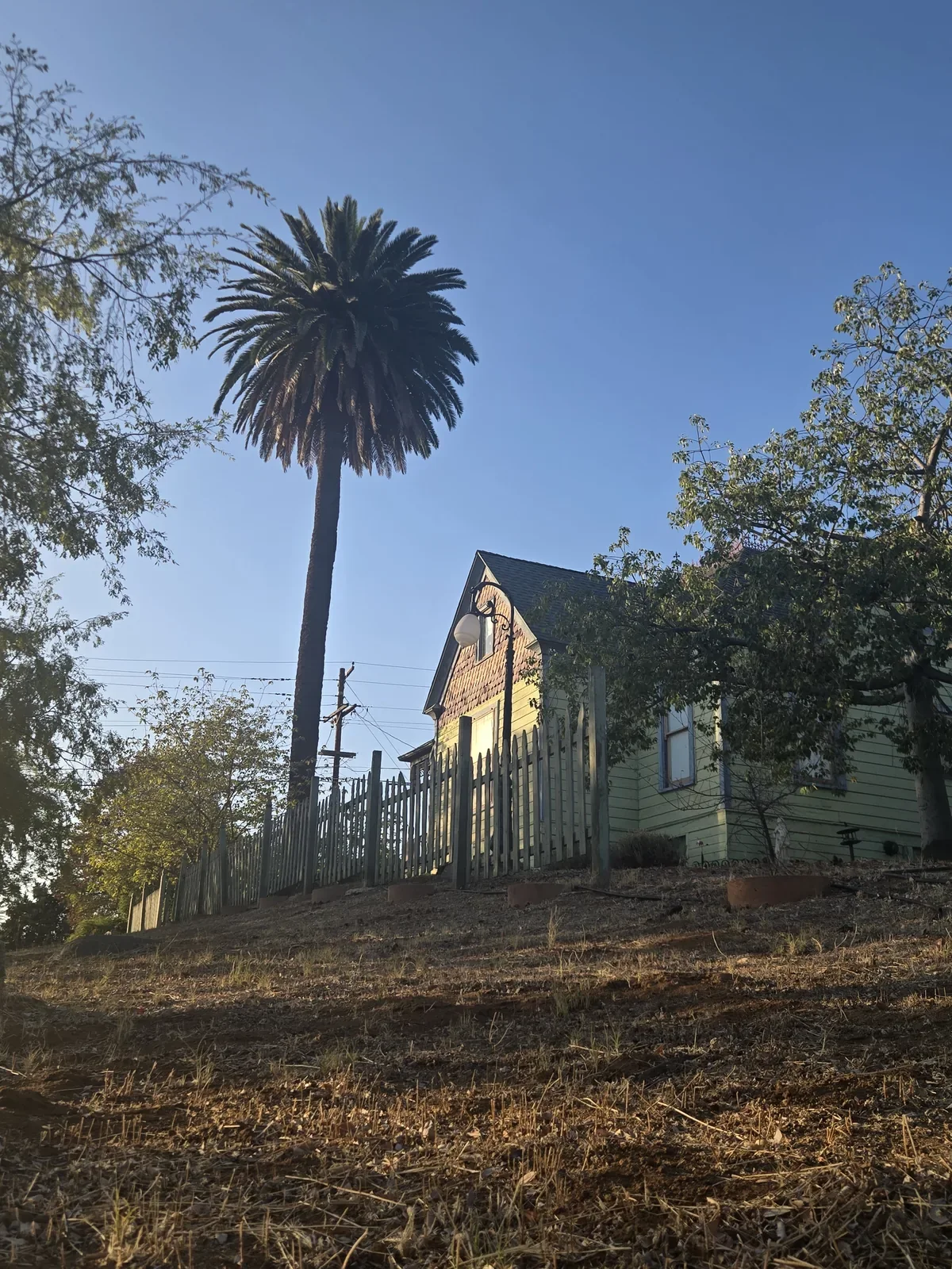 Full trunk and crown of a mature Canary Island date palm beside a gabled Old Escondido house on a hillside