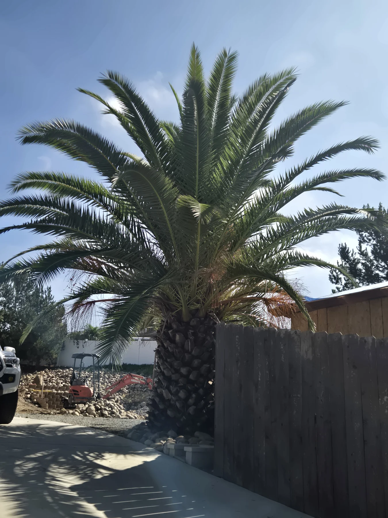 Canary Island date palm with an upright crown beside a residential fence