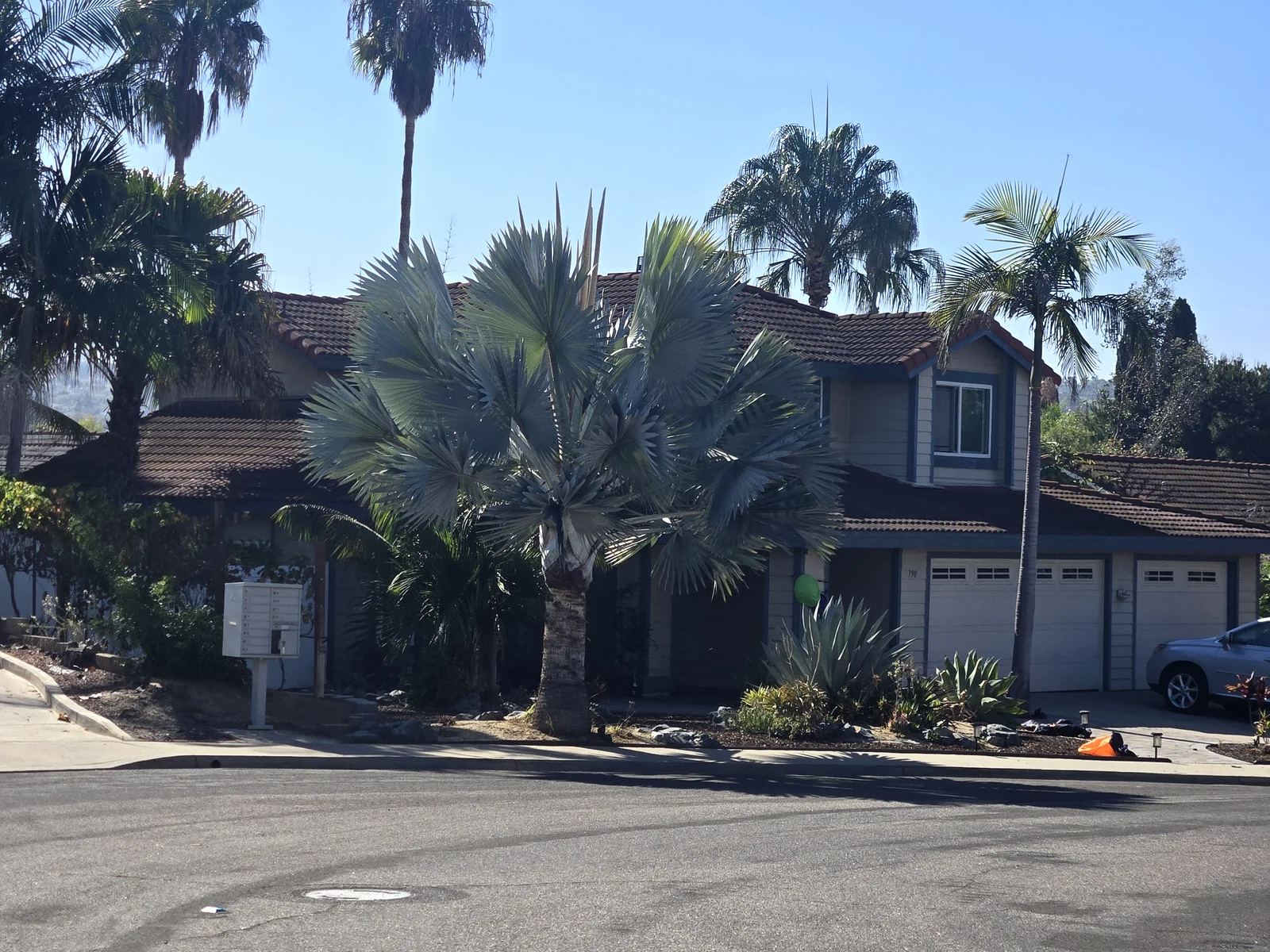 Silver Bismarck palm with its complete crown visible in a San Diego County residential landscape