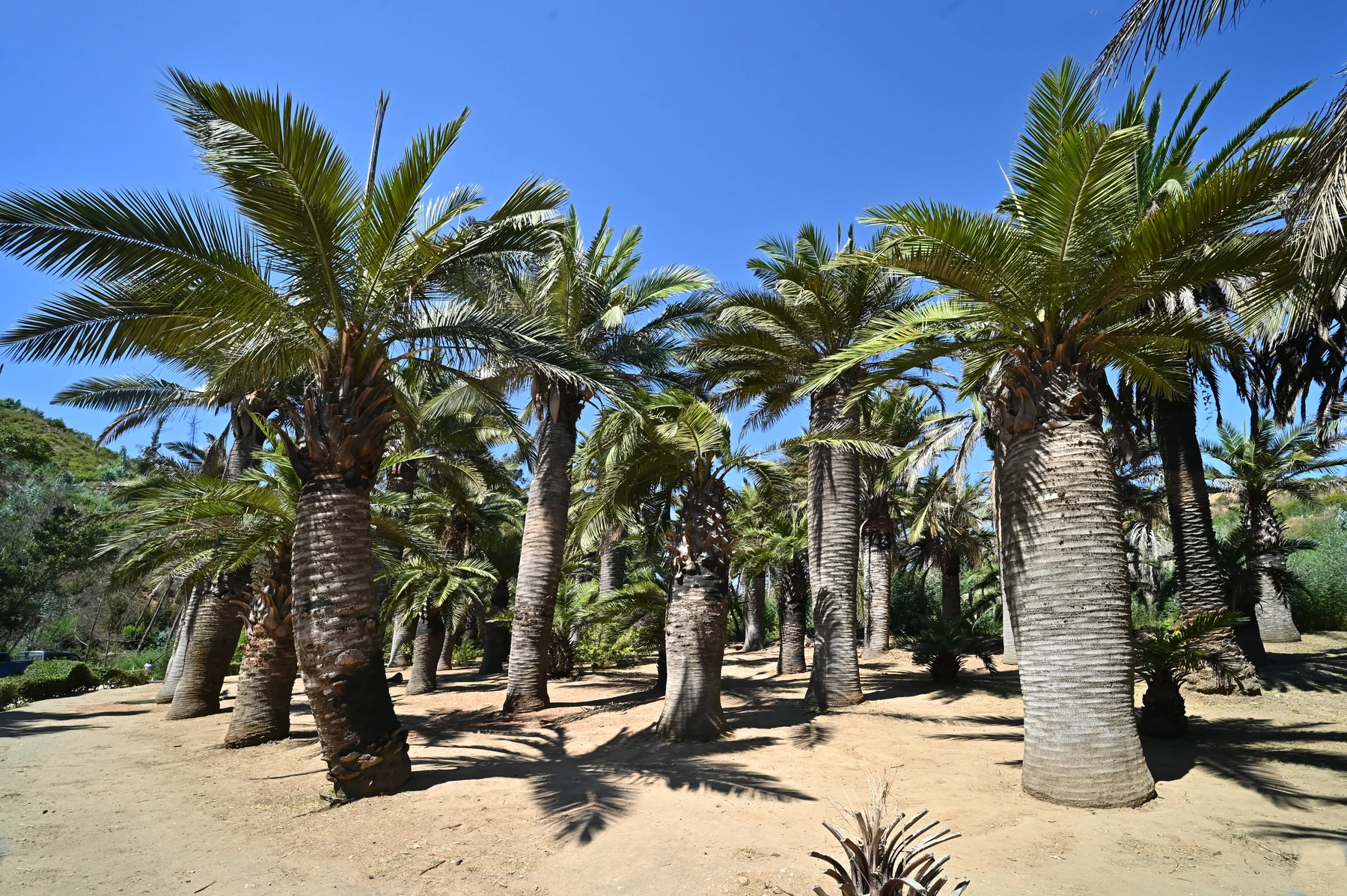 Grove of mature Chilean wine palms with complete crowns visible in a cultivated landscape