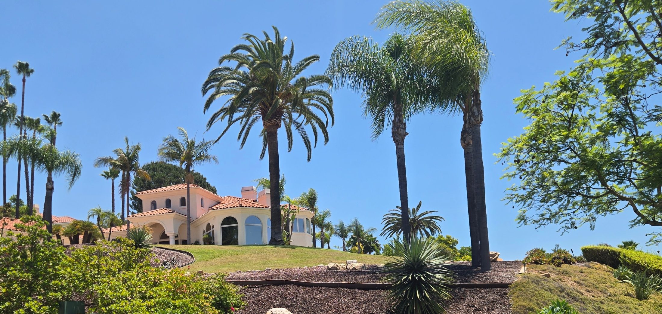 Large mature Canary Island Date Palm in a Poway estate landscape