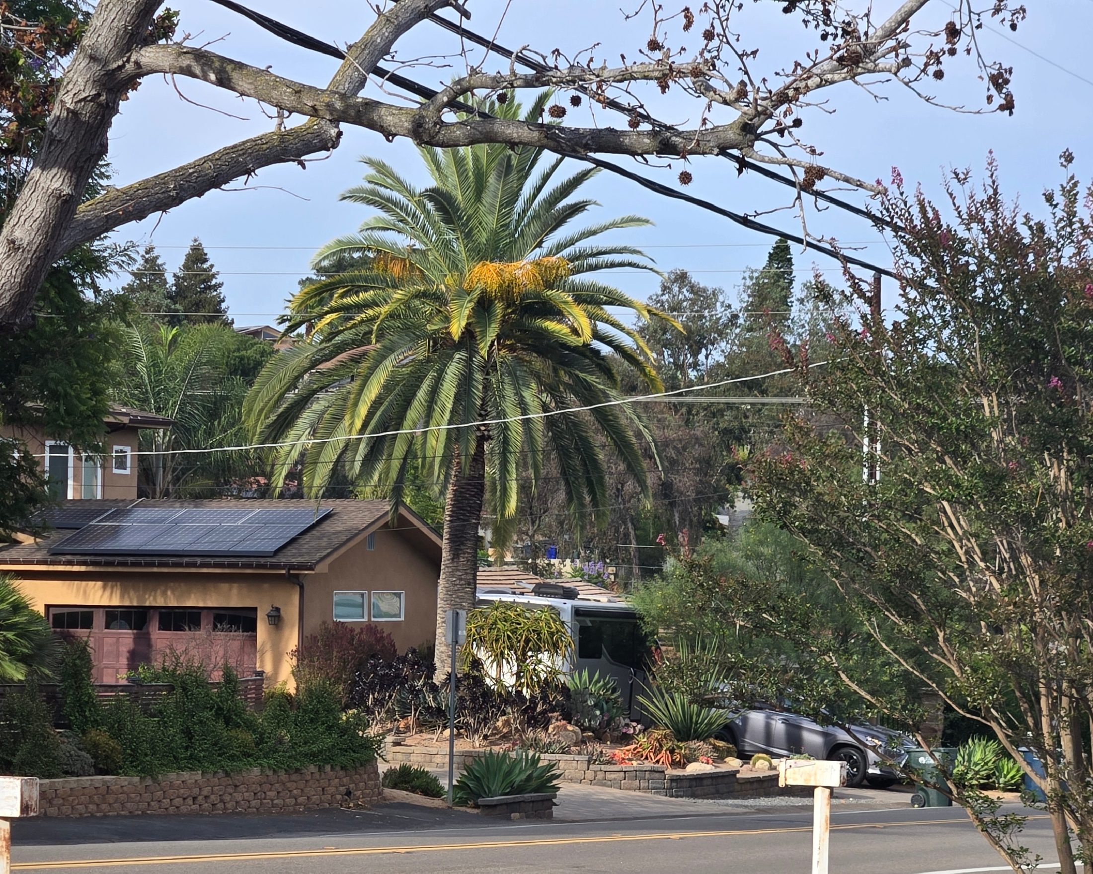 Mature Canary Island Date Palms on a residential street in Old Escondido