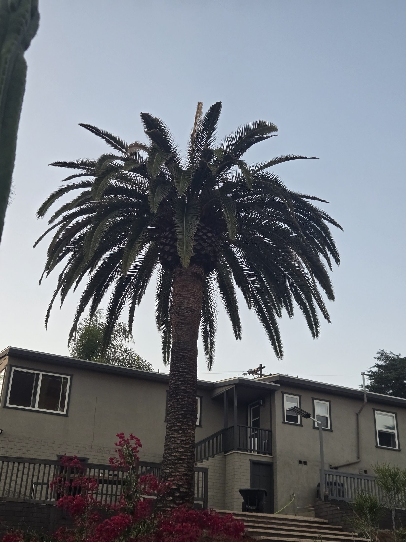 Declining mature Canary Island date palm in Old Escondido with visible crown disruption and residential property context