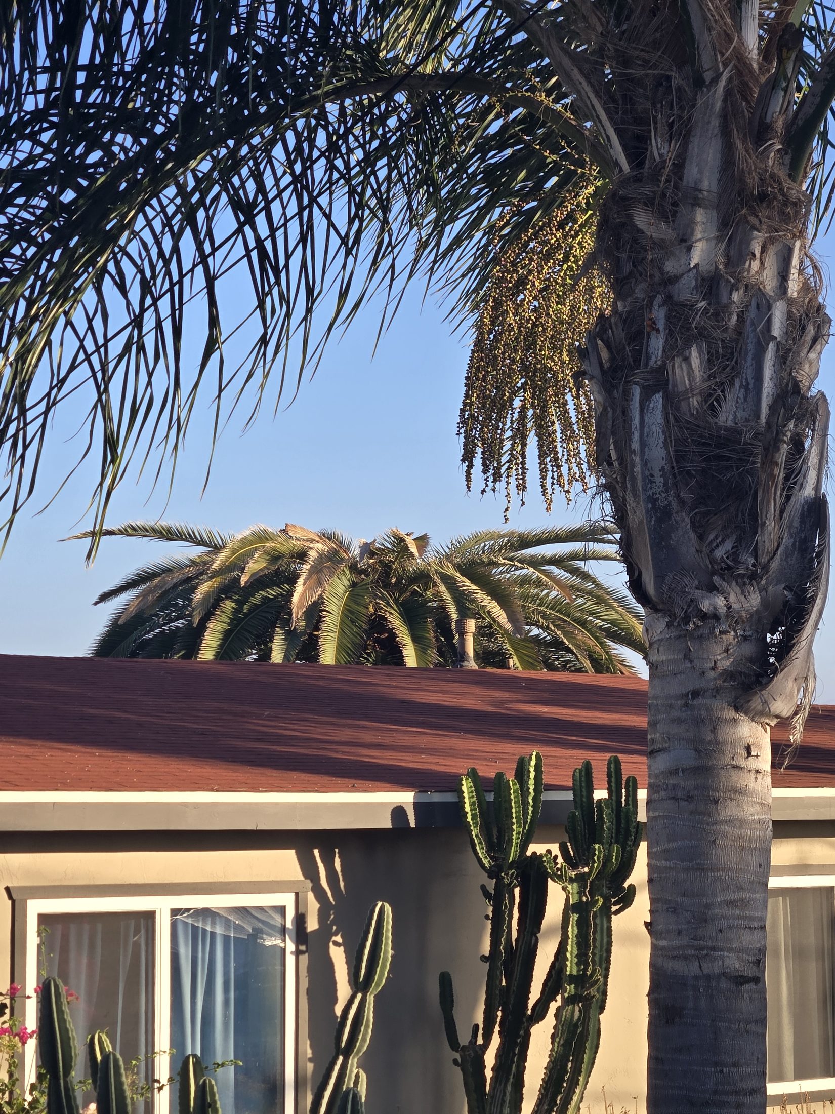 Mature Canary Island date palm above an Old Escondido residential roofline