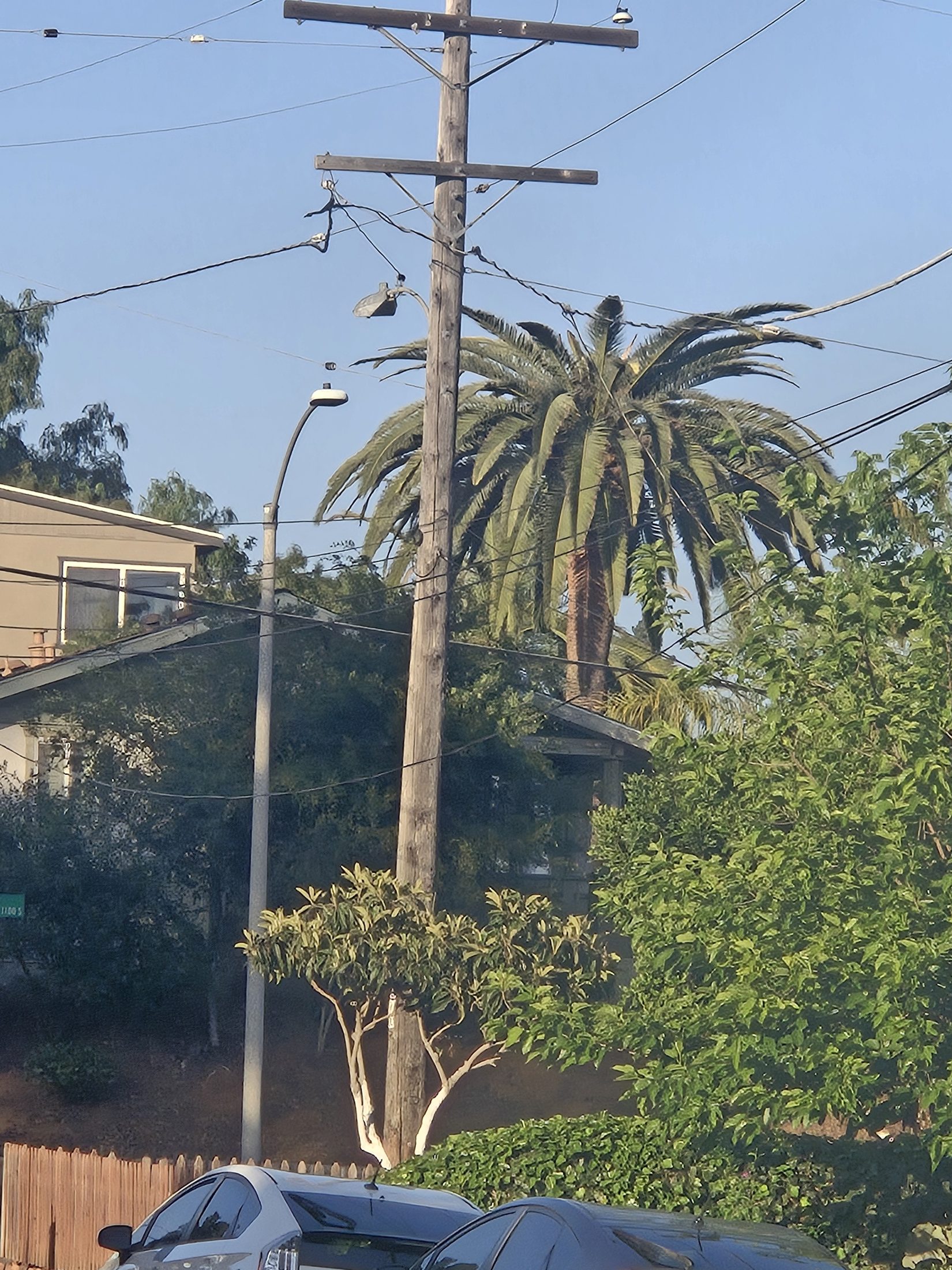 Mature Canary Island date palm near an Old Escondido street