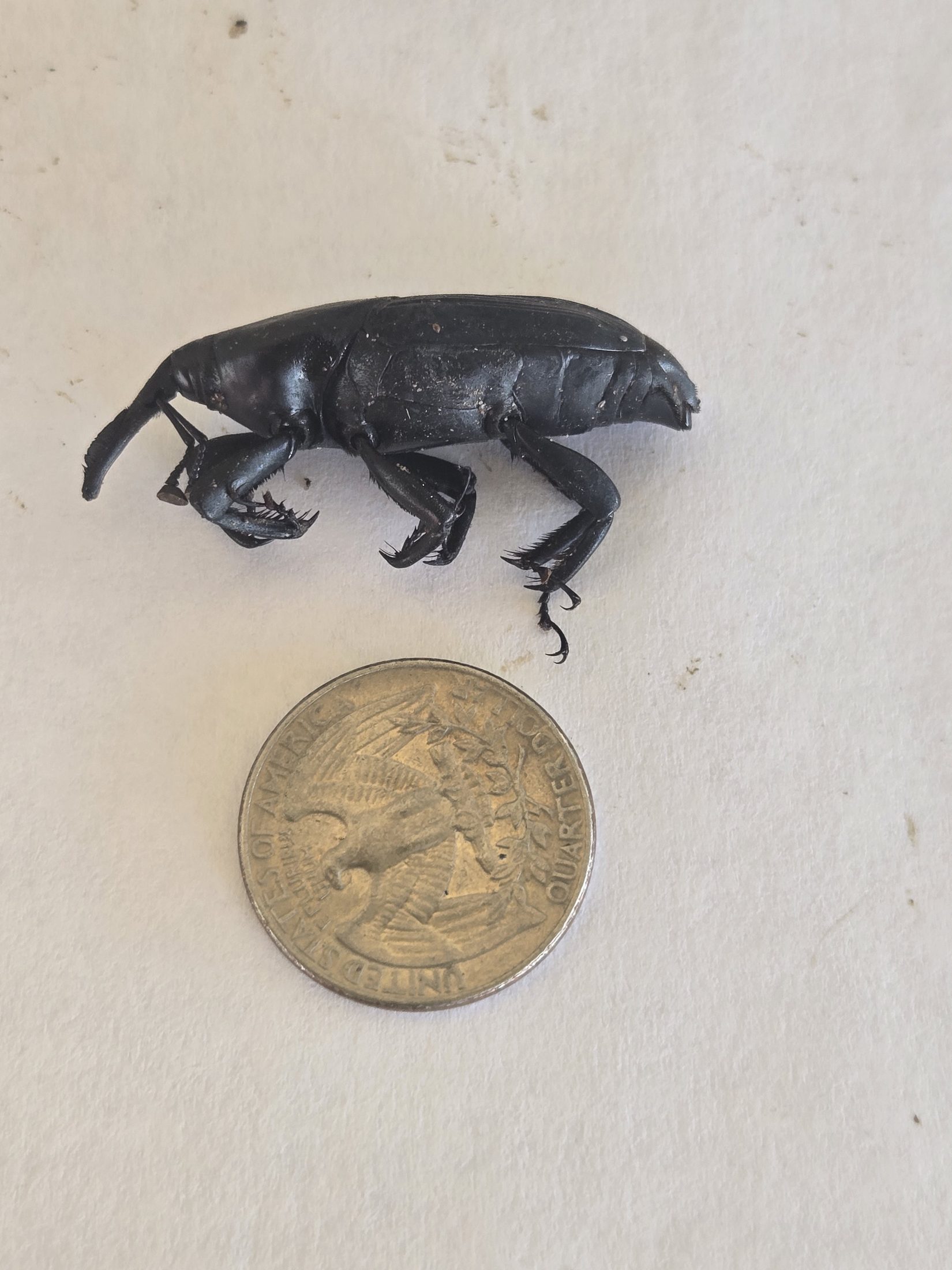 Side profile of adult palm weevil recovered in Old Escondido
