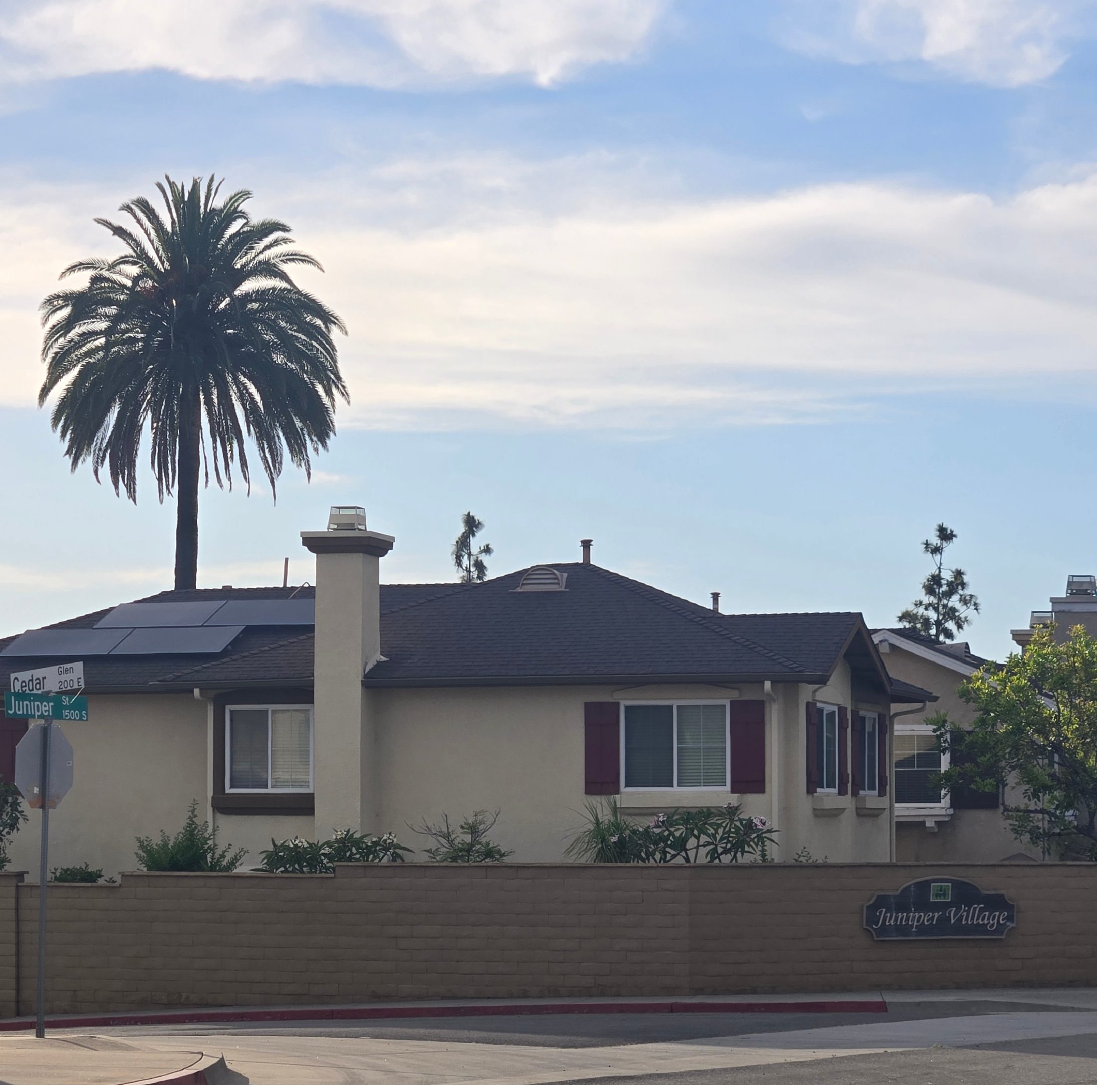 Mature Canary Island Date Palm above Juniper Village in Old Escondido