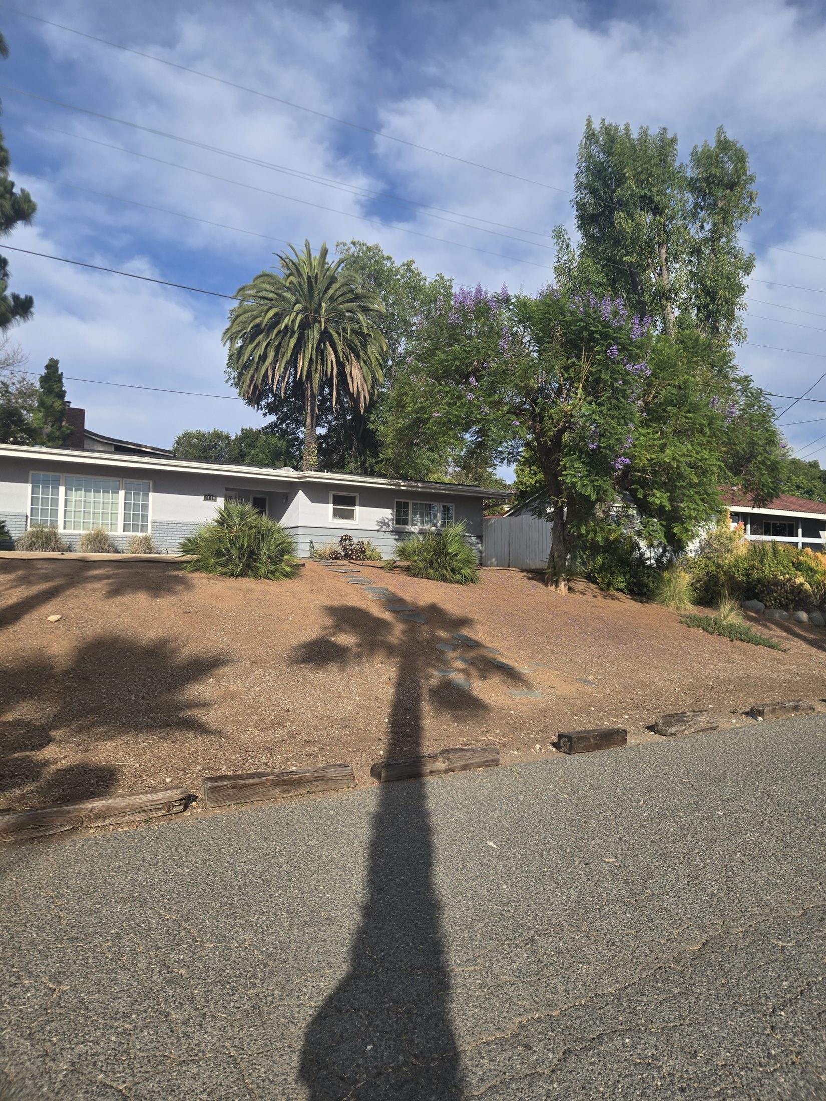 Older Canary Island Date Palm in Old Escondido neighborhood landscape