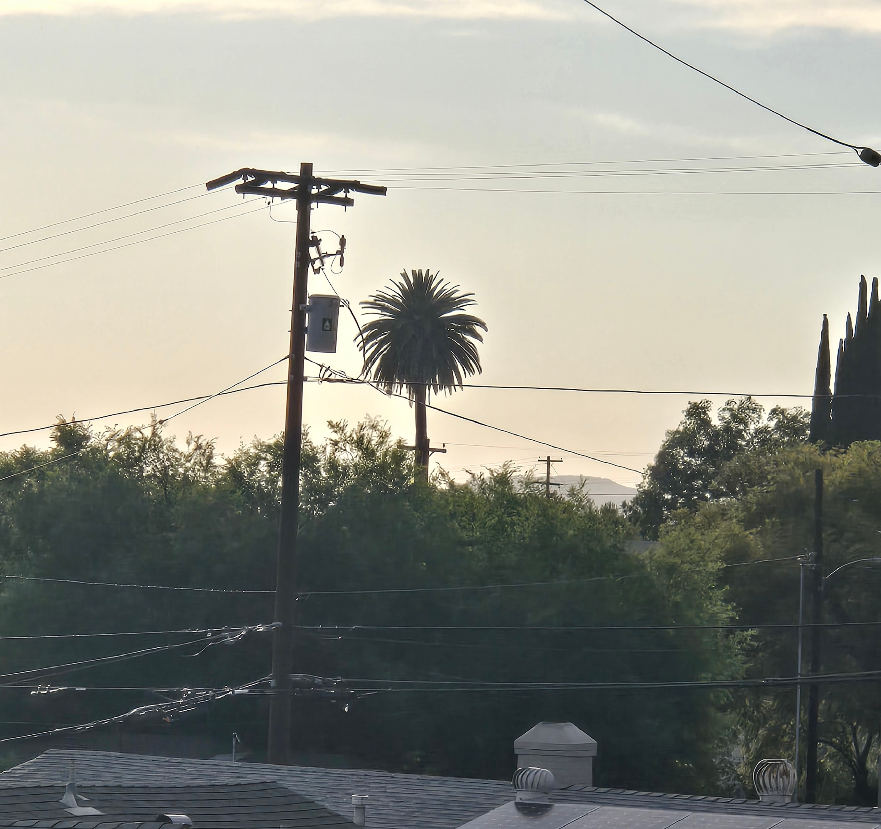Mature Canary Island Date Palm rising above Old Escondido rooftops at sunset